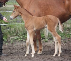 Don Mistery Højgård