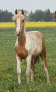 Kahlua Højgård