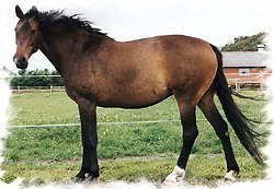 Kahlua Højgård