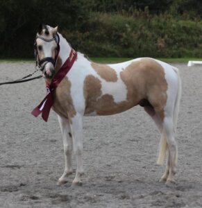 Mon Chello Hoejgaard