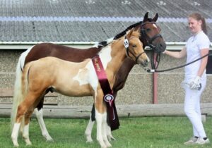Mon Chello Hoejgaard