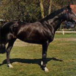 Mon Chello Hoejgaard