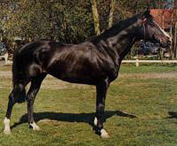 Mon Chello Hoejgaard