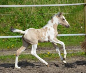 She De Luxe Højgård