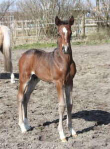 She De Luxe Højgård