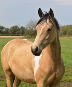 Lucy Love Hoejgaard