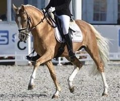 Lutina Højgård SRSDH