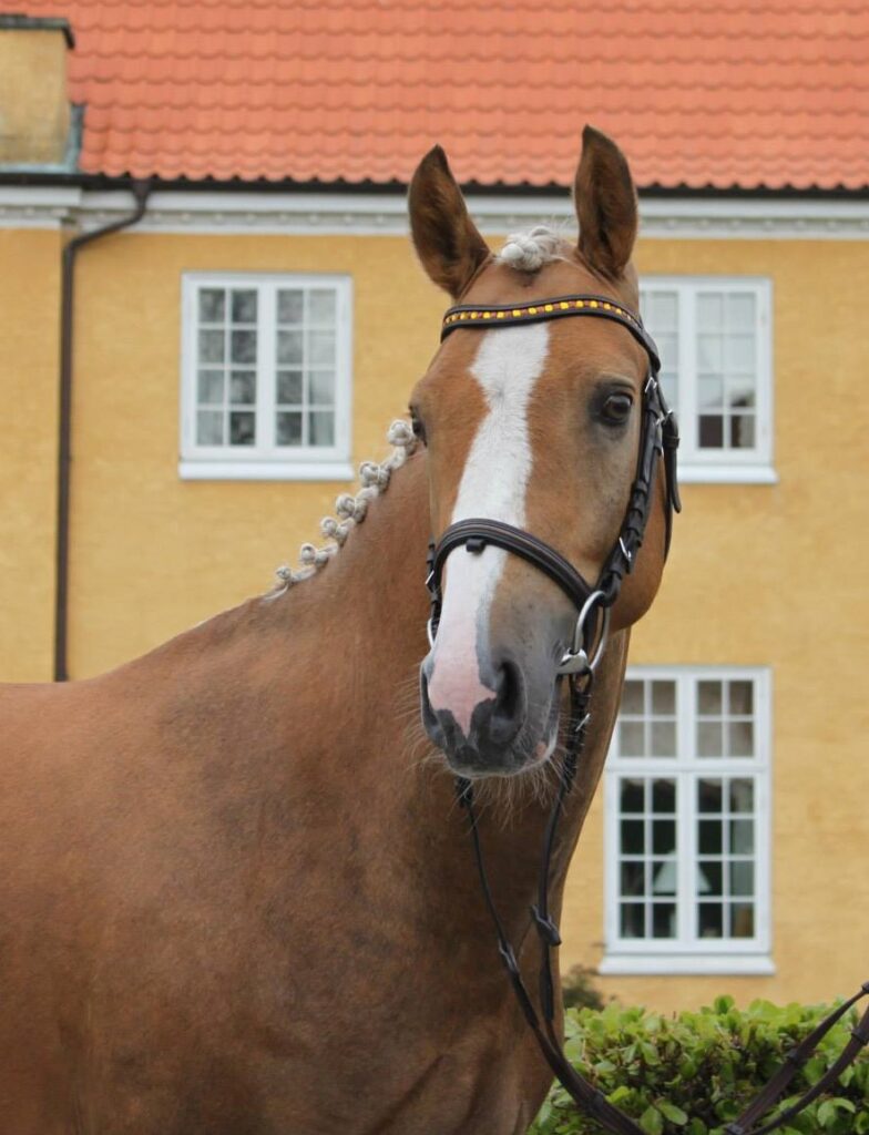 Kamina Højgård